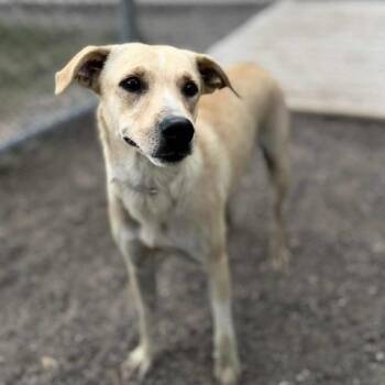 Rescue Labrador Retriever and Mixed Breed Dogs for Adoption in Conroe, Texas - BLAZE | PetCurious