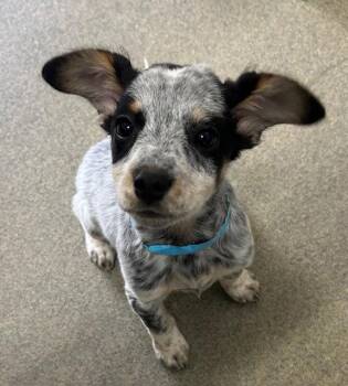 Cattle Dog Dogs Available for Adoption in Sterling, Massachusetts - Kendall 9 Weeks Old AVAILABLE  5/6 | PetCurious