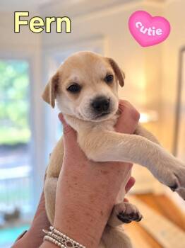 Fern - Willow Mae Litter -  Mixed Breed Dog for Adoption in Holly Springs, North Carolina - Fern - Willow Mae Litter | PetCurious