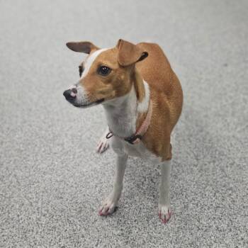 Tippy -  Italian Greyhound and Mixed Breed Dog for Adoption in Monticello, Iowa - Tippy | PetCurious