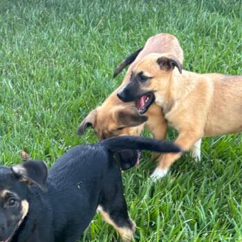 Teddy -  Shepherd Dog for Adoption in Beaumont, Texas - Teddy | PetCurious