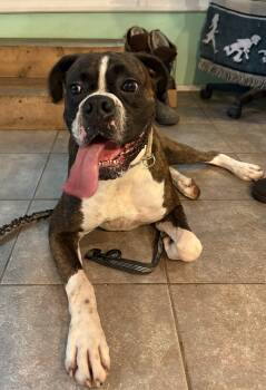 Buddy -  Boxer Dog for Adoption in Middlesex, New Jersey - Buddy | PetCurious