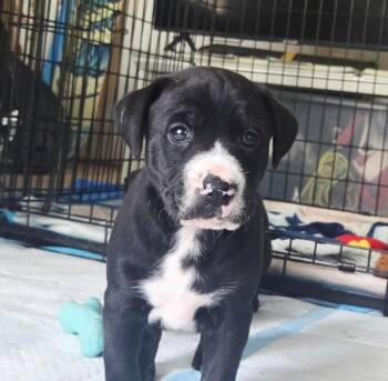 Baby Hopper -  Catahoula Leopard Dog and Labrador Retriever Dog for Adoption in Washington, District Of Columbia - Baby Hopper | PetCurious
