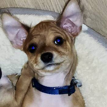 Rescue Chihuahua Dogs for Adoption in San Francisco, California - Baguette | PetCurious
