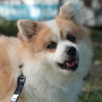 Bruno -  Mixed Breed Dog for Adoption in Philadelphia, Pennsylvania - Bruno | PetCurious