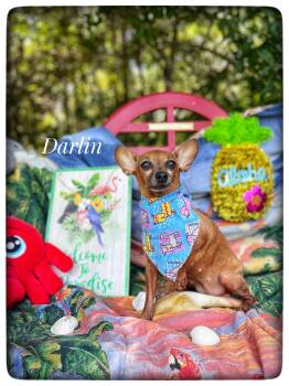 Chihuahua Dogs Available for Adoption in Sebring, Florida - Darlin | PetCurious