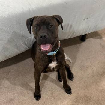 Paloma -  Cane Corso and Boxer Dog for Adoption in Houston, Texas - Paloma | PetCurious