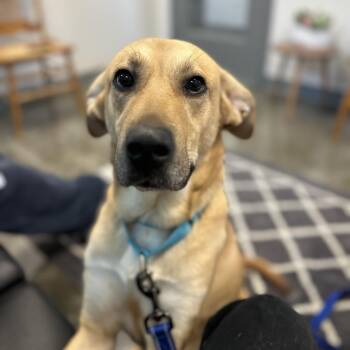 Labrador Retriever and Shepherd Dogs Available for Adoption in Mount Vernon, Indiana - Poppy | PetCurious
