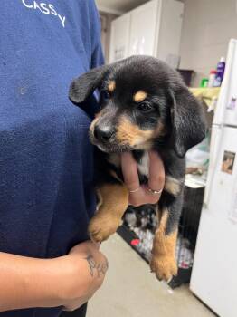 Ruby -  Terrier Dog for Adoption in Hopkinsville, Kentucky - Ruby | PetCurious
