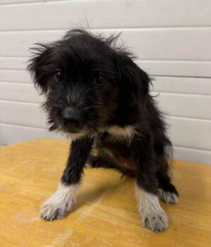 Gracie -  Poodle and Collie Dog for Adoption in Lagrange, Indiana - Gracie | PetCurious