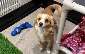 Rescue Terrier and Pomeranian Dogs for Adoption in Palo Alto, California - HUNTER | PetCurious