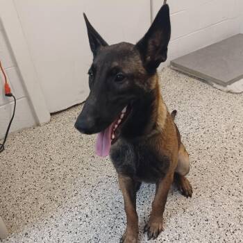Tintin -  Belgian Shepherd Malinois and Mixed Breed Dog for Adoption in Hattiesburg, Mississippi - Tintin | PetCurious