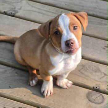 Chad -  English Bulldog and Pit Bull Terrier Dog for Adoption in Alma, Wisconsin - Chad | PetCurious