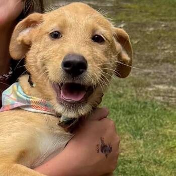 Rosie -  Terrier Dog for Adoption in Baldwin, Maryland - Rosie | PetCurious
