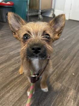 Rescue Chihuahua and Yorkshire Terrier Dogs for Adoption in Oakland, New Jersey - Anya | PetCurious