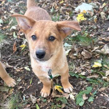 Dinner Roll -  Mixed Breed Dog for Adoption in Buffalo, Minnesota - Dinner Roll | PetCurious