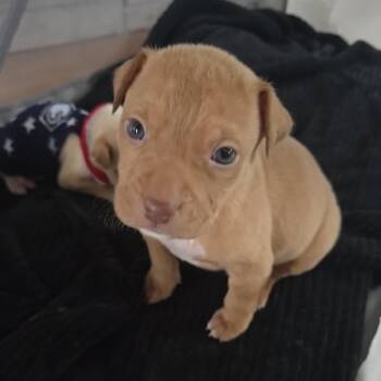 American Staffordshire Terrier Dogs Available for Adoption - Harper | PetCurious