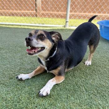 Kingston -  Beagle and Pug Dog for Adoption in Hawthorne, California - Kingston | PetCurious
