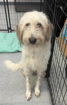 Ollie -  Pyrenean Shepherd Dog for Adoption in Greenacres, Florida - Ollie | PetCurious