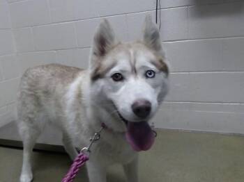 FAWN -  Siberian Husky Dog for Adoption in Moreno Valley, California - FAWN | PetCurious