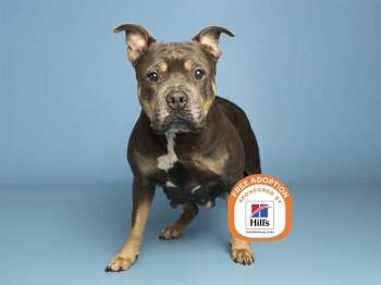 KATNISS -  Pit Bull Terrier Dog for Adoption in Phoenix, Arizona - KATNISS | PetCurious