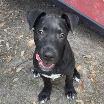 Kulu -  Mixed Breed Dog for Adoption in Houston, Texas - Kulu | PetCurious