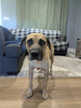 Willa -  Mixed Breed Dog for Adoption in Danielsville, Georgia - Willa | PetCurious