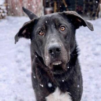 Labrador Retriever and Terrier Dogs Available for Adoption in Bloomfield, Connecticut - Nugget | PetCurious