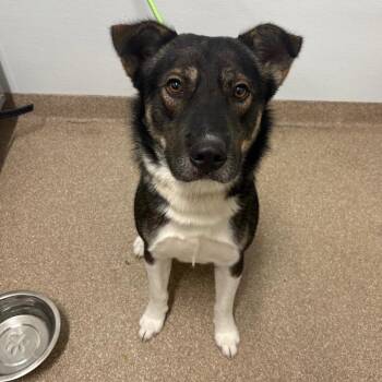 Leo -  German Shepherd Dog and Mixed Breed Dog for Adoption in League City, Texas - Leo | PetCurious