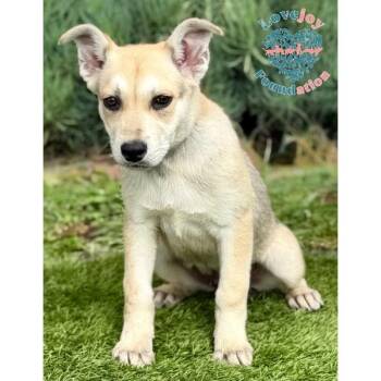 Hound and Shepherd Dogs Available for Adoption - Zela Davis Park Litter-Nella COH | PetCurious