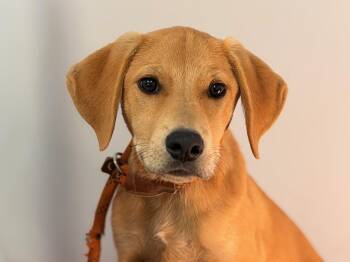 Cletus -  Labrador Retriever Dog for Adoption in Meherrin, Virginia - Cletus | PetCurious