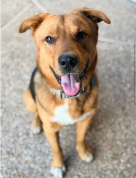 German Shepherd Dog and Husky Dogs Available for Adoption - Bear | PetCurious