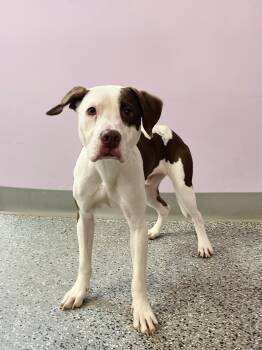 Dublin in NH. Come Meet our Adoptable Dogs Wednesday-Saturday. M -  Terrier Dog for Adoption in Manchester, New Hampshire - Dublin In NH. Come Meet Our Adoptable Dogs Wednesday-Saturday. M | PetCurious