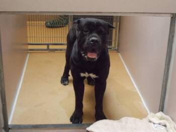 ALF -  Cane Corso Dog for Adoption in Martinez, California - ALF | PetCurious