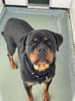 Rottweiler Dogs Available for Adoption - TWEETY | PetCurious