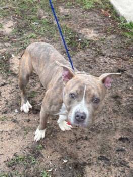 Staffordshire Bull Terrier and Mixed Breed Dogs Available for Adoption - EMILY | PetCurious