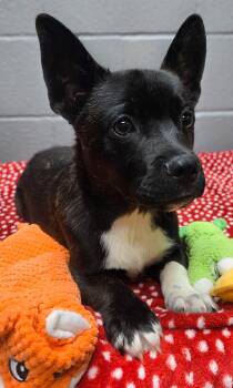 Cardigan Welsh Corgi Dogs Available for Adoption - Paul | PetCurious