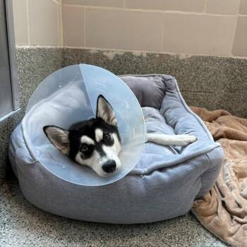 LARK -  Siberian Husky and Mixed Breed Dog for Adoption in Boston, Massachusetts - LARK | PetCurious