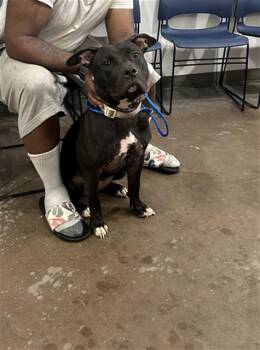 Rescue Mixed Breed Dogs for Adoption in Dallas, Texas - DESTINY | PetCurious