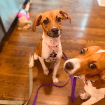Frankie -  Beagle and Mixed Breed Dog for Adoption in Campton Hills, Illinois - Frankie | PetCurious