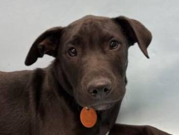 Cassian -  Pit Bull Terrier and Mixed Breed Dog for Adoption in Golden Valley, Minnesota - Cassian | PetCurious
