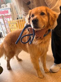 Golden Retriever Dogs Available for Adoption - Groot | PetCurious