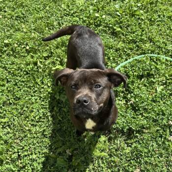 Aurora -  Mixed Breed Dog for Adoption in Youngstown, Ohio - Aurora | PetCurious