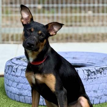 Jolene -  Terrier and Manchester Terrier Dog for Adoption in Hondo, Texas - Jolene | PetCurious