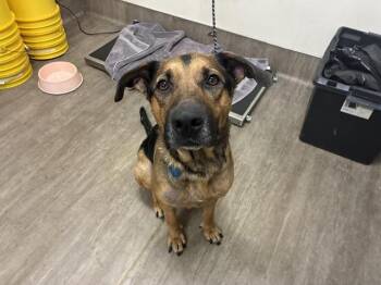 Rescue German Shepherd Dog Dogs for Adoption in Pasadena, California - A525042 | PetCurious