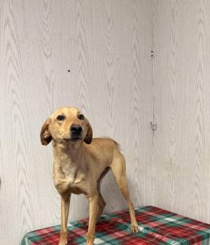 Terrier Dogs Available for Adoption in Opelousas, Louisiana - GOLDIE (MEADOW RUN) | PetCurious