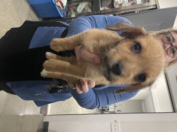 Miniature Poodle Dogs Available for Adoption - Terror-misu | PetCurious