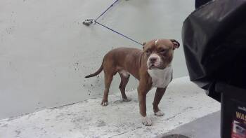 A2083539 -  Staffordshire Bull Terrier and Mixed Breed Dog for Adoption in Houston, Texas - A2083539 | PetCurious