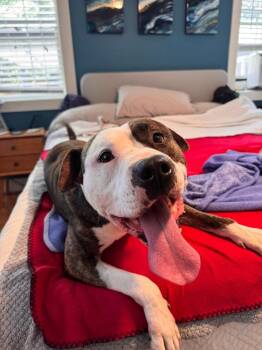 Stone -  Staffordshire Bull Terrier Dog for Adoption in Aurora, Colorado - Stone | PetCurious