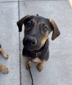 Rescue Coonhound Dogs for Adoption in Columbia, Missouri - Tomato | PetCurious